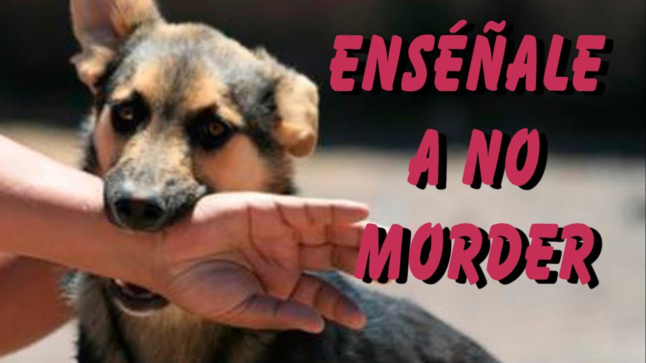 Como Quitarle A Un Cachorro La Mania De Morder