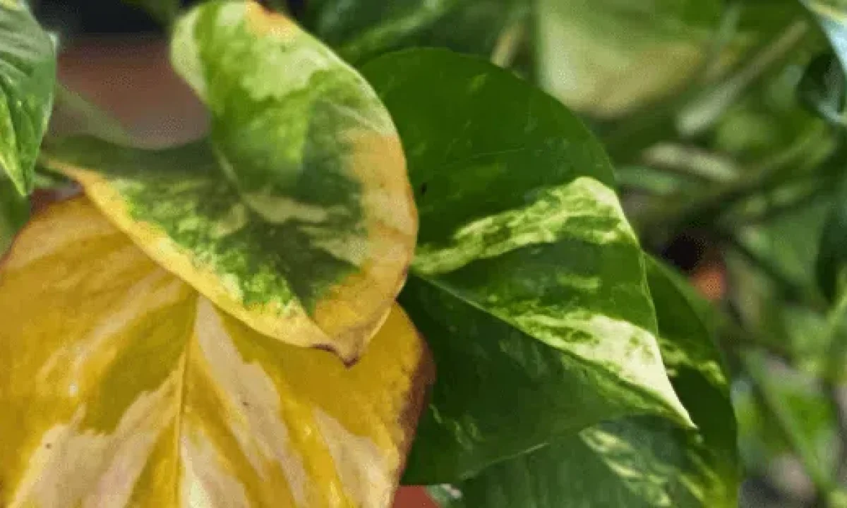 ¿Por qué se le ponen las hojas amarillas a los potos? ️